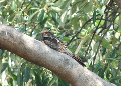 Caprimulgus jotaka