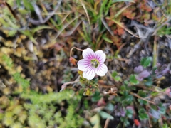 Geranium santanderiense