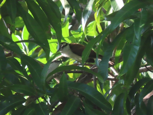 Giant Wren (Campylorhynchus chiapensis), photo 3