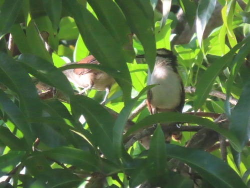 Giant Wren (Campylorhynchus chiapensis), photo 4