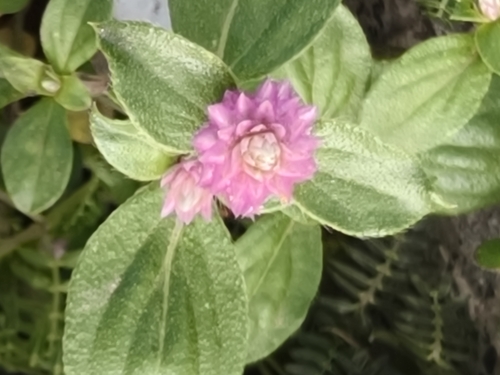 pearly globe amaranth (Gomphrena nitida)