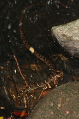 Trimerodytes aequifasciatus