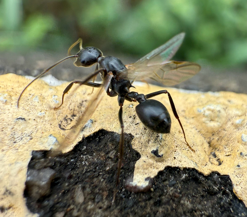 Crematogaster stadelmanniCrematogaster stadelmanni