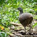 Brown Tinamou - Photo (c) Eden Fontes, some rights reserved (CC BY-NC), uploaded by Eden Fontes