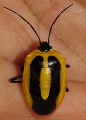 Arocera aequinoxialis