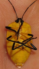 Arocera aequinoxialis