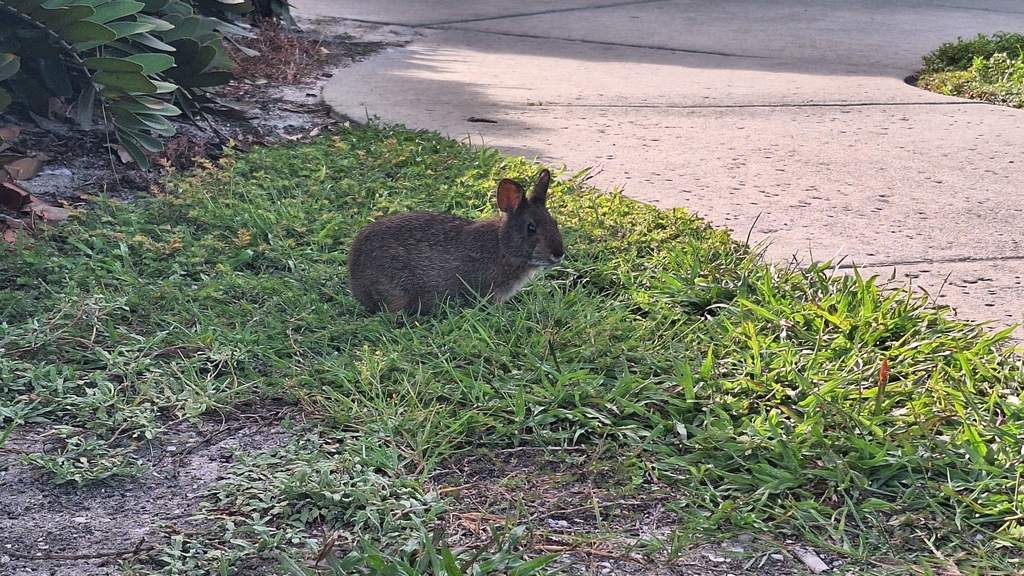 Marsh Rabbit from Mango Rd and Ocean Dr, Vero Beach, FL 32963, USA on ...