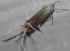 Pterodictya reticularis