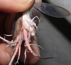 Pterodictya reticularis