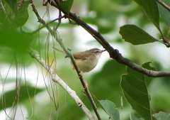 Prinia rufescens