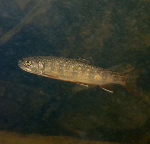 Brook Trout