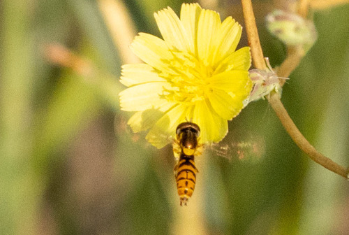 Unknown species found near Lake County, MT, USA