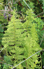 Thelypteris confluens