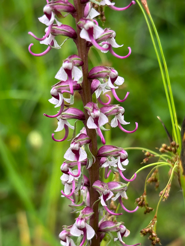 Elephant's-Head lousewort
