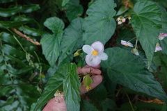 Begonia chuyunshanensis
