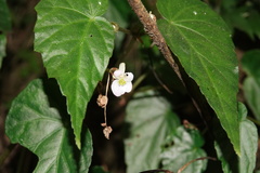 Begonia chuyunshanensis