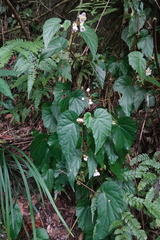 Begonia chuyunshanensis