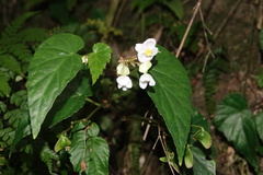 Begonia chuyunshanensis