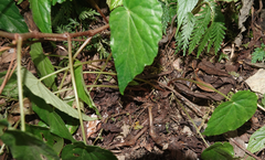 Begonia chuyunshanensis