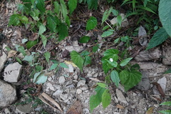 Begonia chuyunshanensis