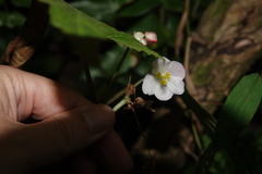 Begonia chuyunshanensis