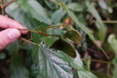 Begonia chuyunshanensis