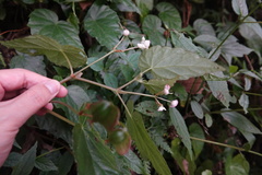 Begonia chuyunshanensis