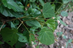 Begonia chuyunshanensis