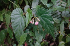 Begonia chuyunshanensis