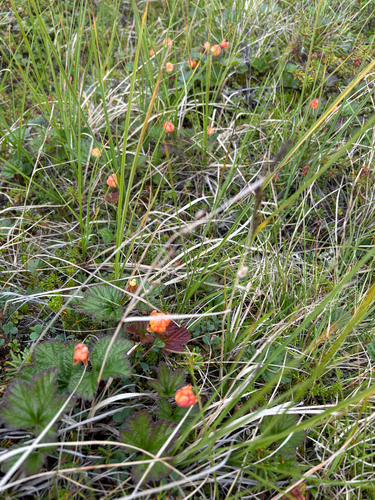 cloudberry