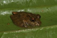 Pristimantis sobetes