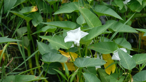 Ipomoea aquatica
