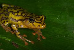 Pristimantis ornatissimus