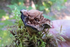 Hydnellum scrobiculatum