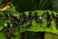 Chromacris psittacus