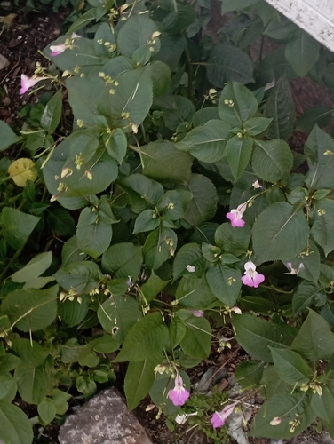 Kashmir Balsam