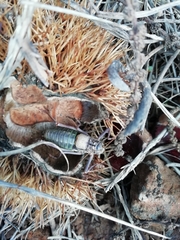 Lluciapomaresius asturiensis