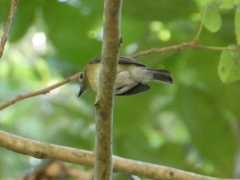 Cyornis hainanus