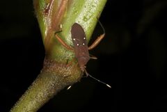 Leptoscelis quadrisignatus