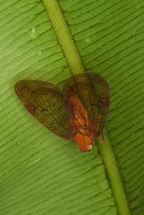 Nogodinidae