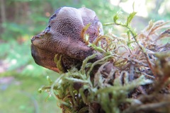 Hydnellum scrobiculatum