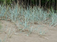 Leymus arenarius