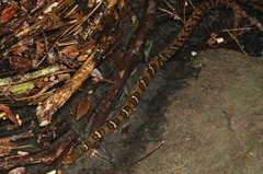 Trimerodytes aequifasciatus