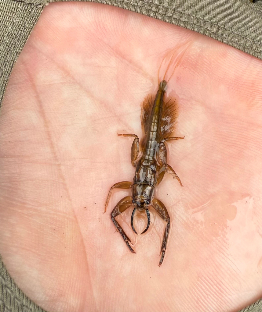 Euthyplocia
