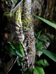 Anolis anoriensis