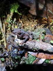 Rhinella macrorhina