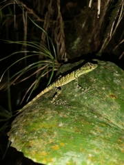 Anolis anoriensis