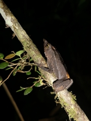 Rhinella macrorhina