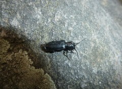 Tetropium castaneum