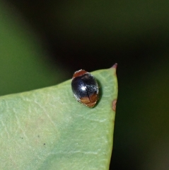 Cryptolaemus montrouzieri